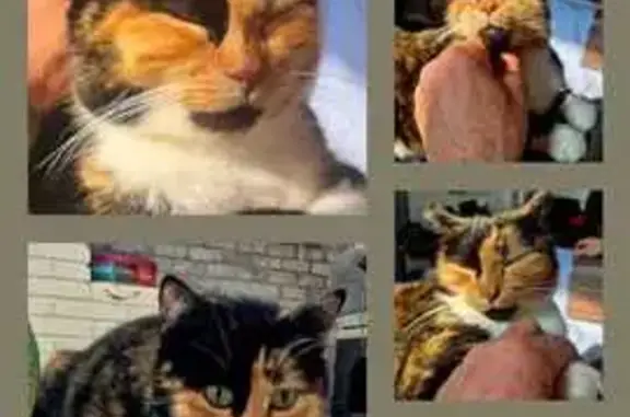 Chat perdue : Adèle, écaille, La Bassée - photo