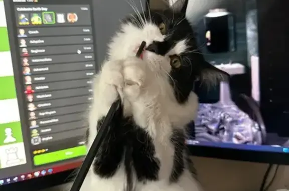 Lost Tuxedo Cat: White Socks & Tie