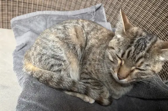 Found Affectionate Kitten Near 46th & Broadway