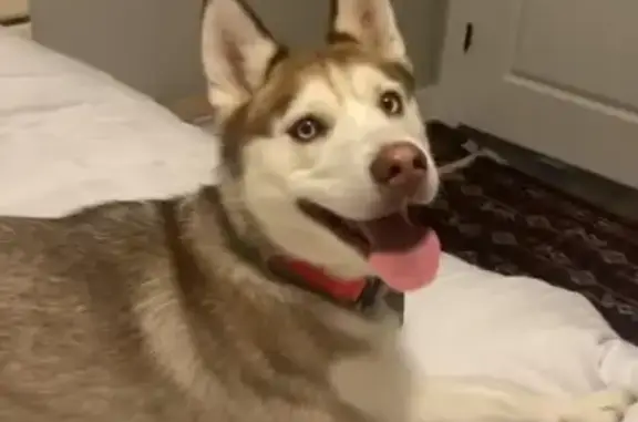 Lost Dog: Blue-Eyed Beauty in Rochester