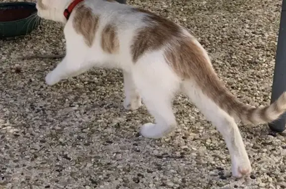 Animaux perdus Bondy, photo: Chat blanc tacheté marron perdu à Bondy