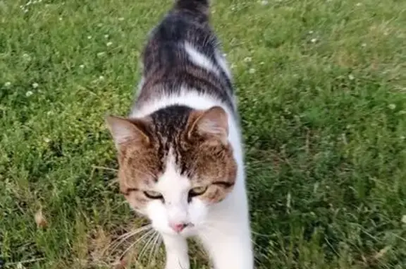 Chat trouvé Rosporden, photo: Chat affectueux cherche foyer à Rosporden