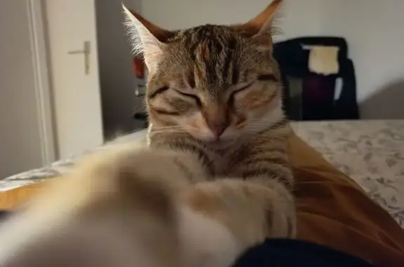 Animaux perdus Monterblanc, photo: Chatte tigrée perdue à Monterblanc