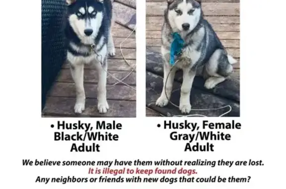 Found Dog in Minneapolis, MN