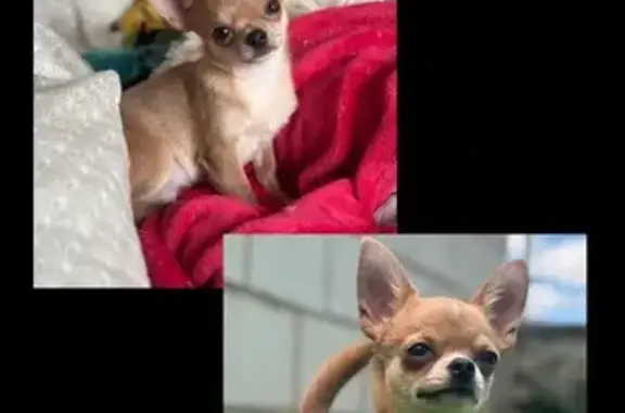 Chihuahua marrón perdido en Cabanillas del Campo