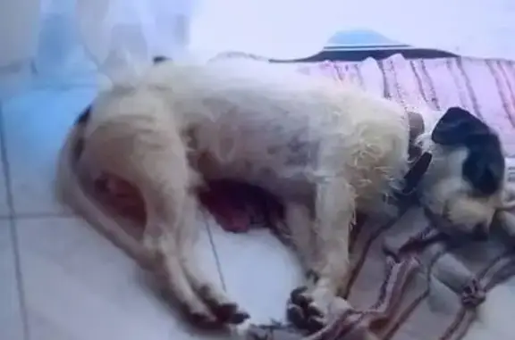 ¡Ayuda! Perro perdido en Ciudad Neza