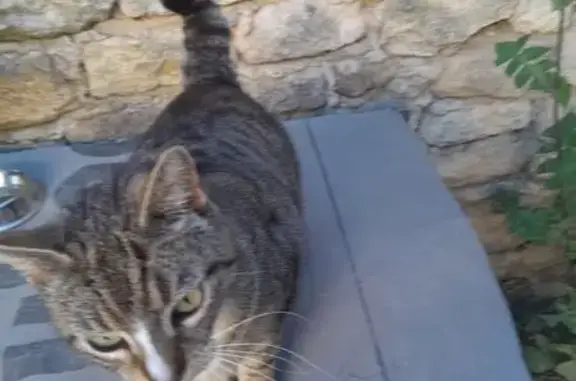 Chat tigré castré trouvé à Uzès - photo