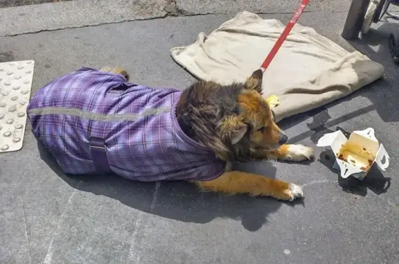 Chien trouvé Rue Sadi-Lecointe, Paris - photo
