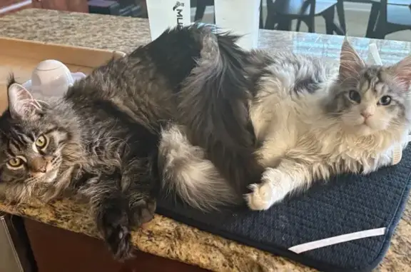 Lost Maine Coon: Fluffy Tail on Esperanza