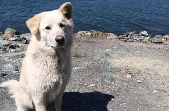 Friendly Dog Needs Loving Home in San Jose