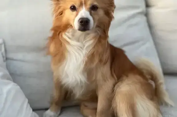 Perro perdido: naranja y blanco, corazón en cabeza