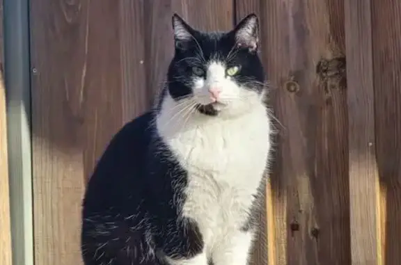 Chat perdu à Libourne, rue Max Linder - photo