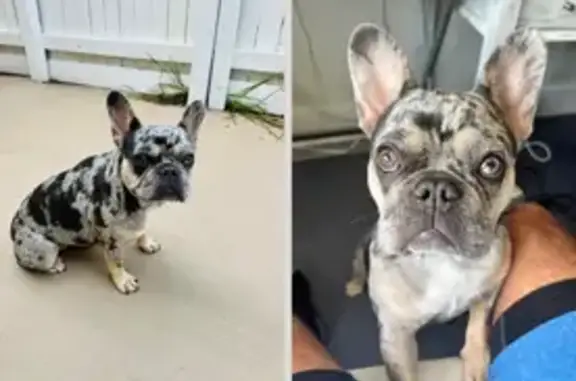 Missing: Friendly Blue-Merle Bulldog