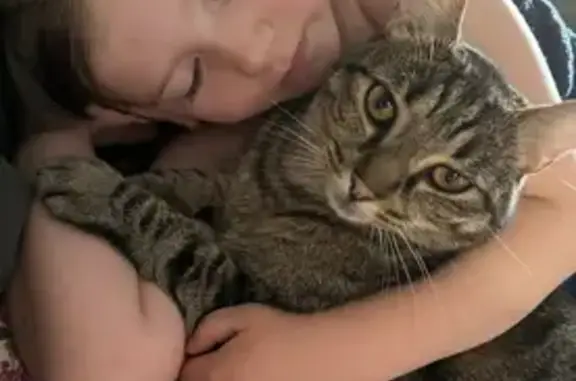 Lost Desexed Tabby - Pearce Rd, Gawler