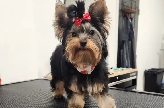 Lost Yorkie: Pink Plaid Skirt & Bow