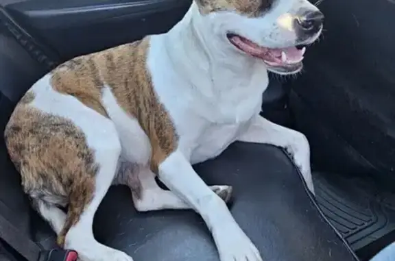 Found: Friendly White & Brown Staffy