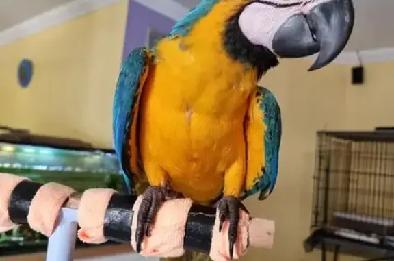 Lost Blue & Yellow Macaw in Moreton Bay