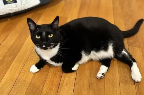 Lost Cat: Black with White Belly & Feet
