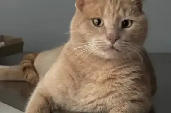 Lost Buff Cat: Friendly, Scar on Nose