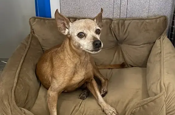 Lost Chiweenie: Nervous Brutus Needs Help