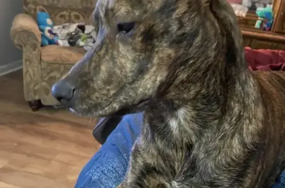 Lost Brindle Dog 'Bandit' - Armour Rd, TN