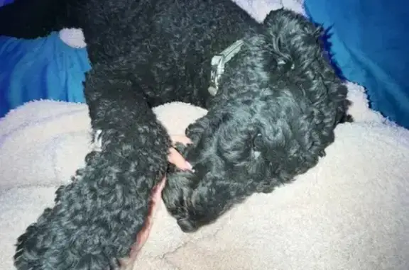 Lost Black Labradoodle: Friendly & Tagged