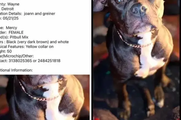 Lost Dog: Black & White, Yellow Collar