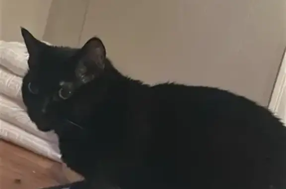 Lost: Lovable Black Cat, South 3rd St