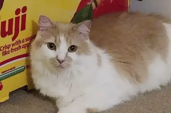 Lost: Friendly Orange & White Cat, VA Beach