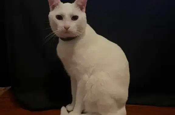 Lost White Cat: Blue Eyes, Abercorn St