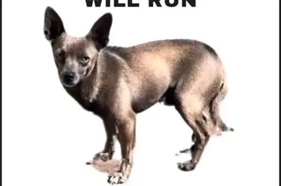Lost Chihuahua: Don't Chase! NE Sandy Blvd