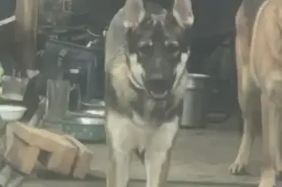 Lost Dog on County Road 483, Cullman