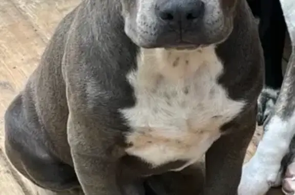 Lost Dog: Grey/Blue, Alby St, Alton