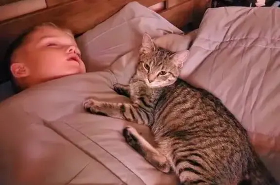 Lost Tabby Cat: Friendly & Distinctive Spot