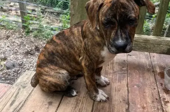 Lost Brindle Dog Escaped in Alton 3006