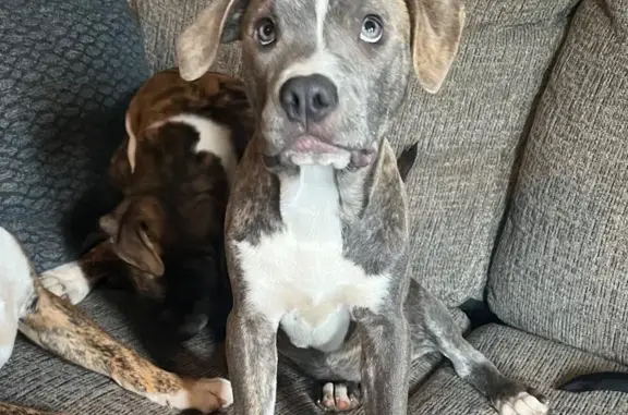 Lost Brindle Dog: Alby St, Alton 3006
