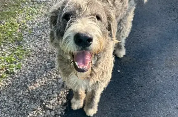 Found: Grey & White Dog on Hartwick Ln