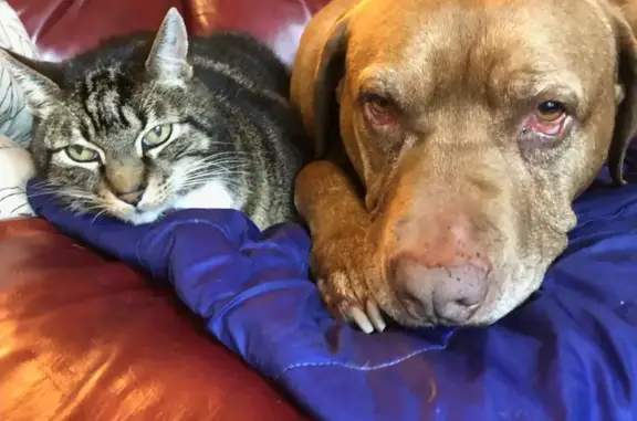 Help Find Fred: Missing Pit-Bull Mix