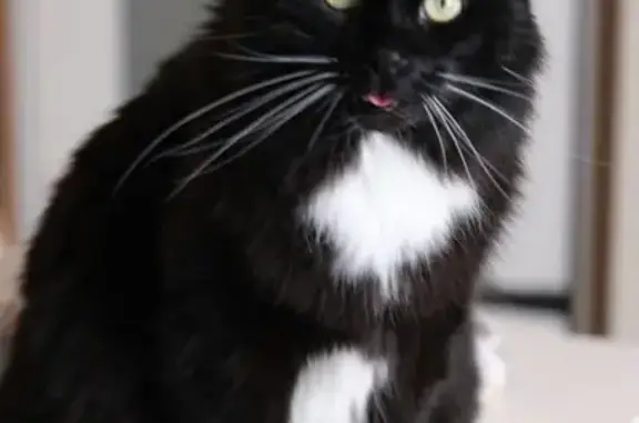 Lost Black Cat: White Paws & Whiskers
