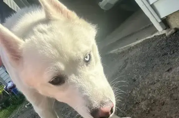 Found: Young Husky Mix with Unique Eyes