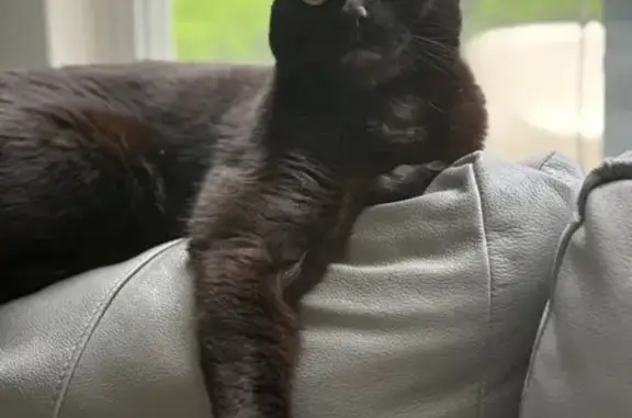Lanky Black Cat Lost on Crockett Circle