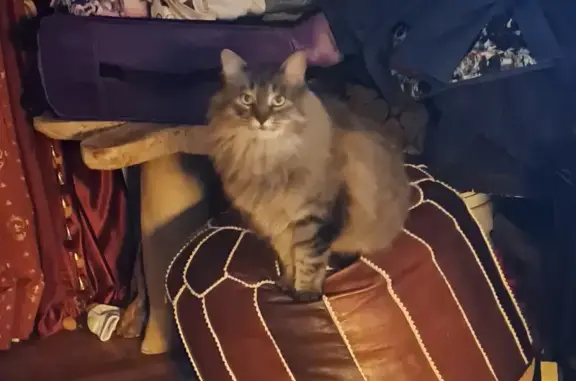 Lost Silver-Black Cat on Fairmount St