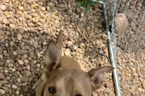 Found Brown Dog with Named Collar - Denver