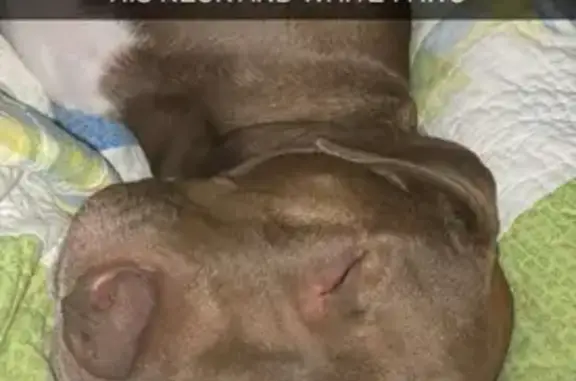 Lost Dog: Brown & White Arlo on Beckwith
