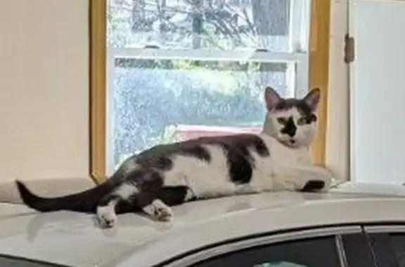 Lost Cat Ziggy: White & Black, Unique Nose