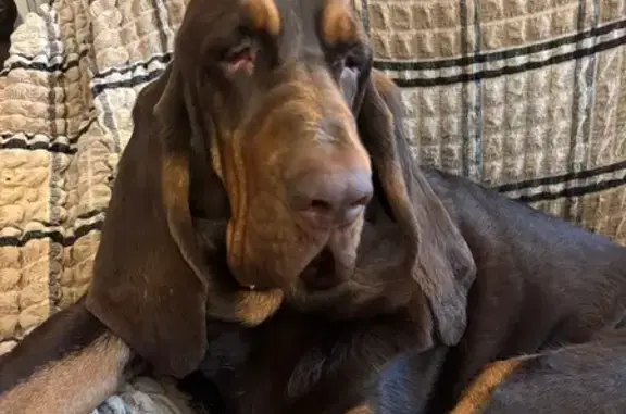 Lost Bloodhound Teddy in New Carlisle!