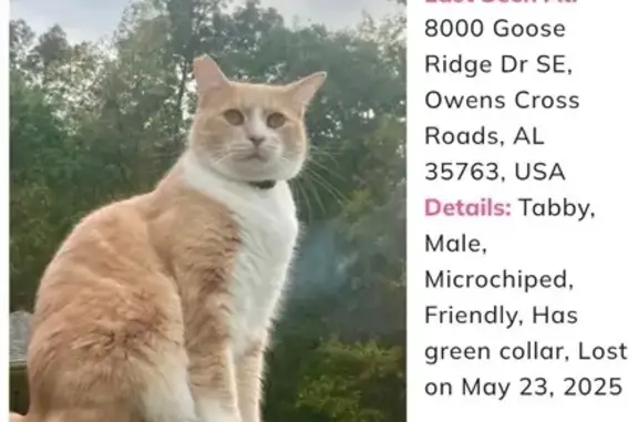 Lost Orange Tabby Cat: George, Owens Cross Roads
