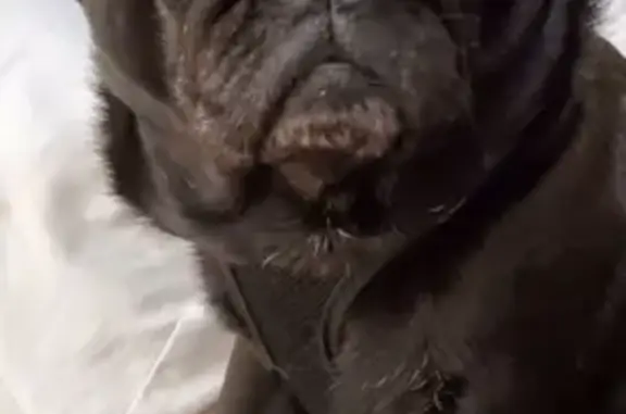 Help Find Tattoo: Beloved Black Pug Lost