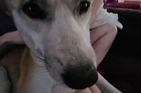 Found: Affectionate Tan Dog in Kissimmee