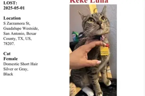 Help Find Keke Luna: Missing Cat Alert